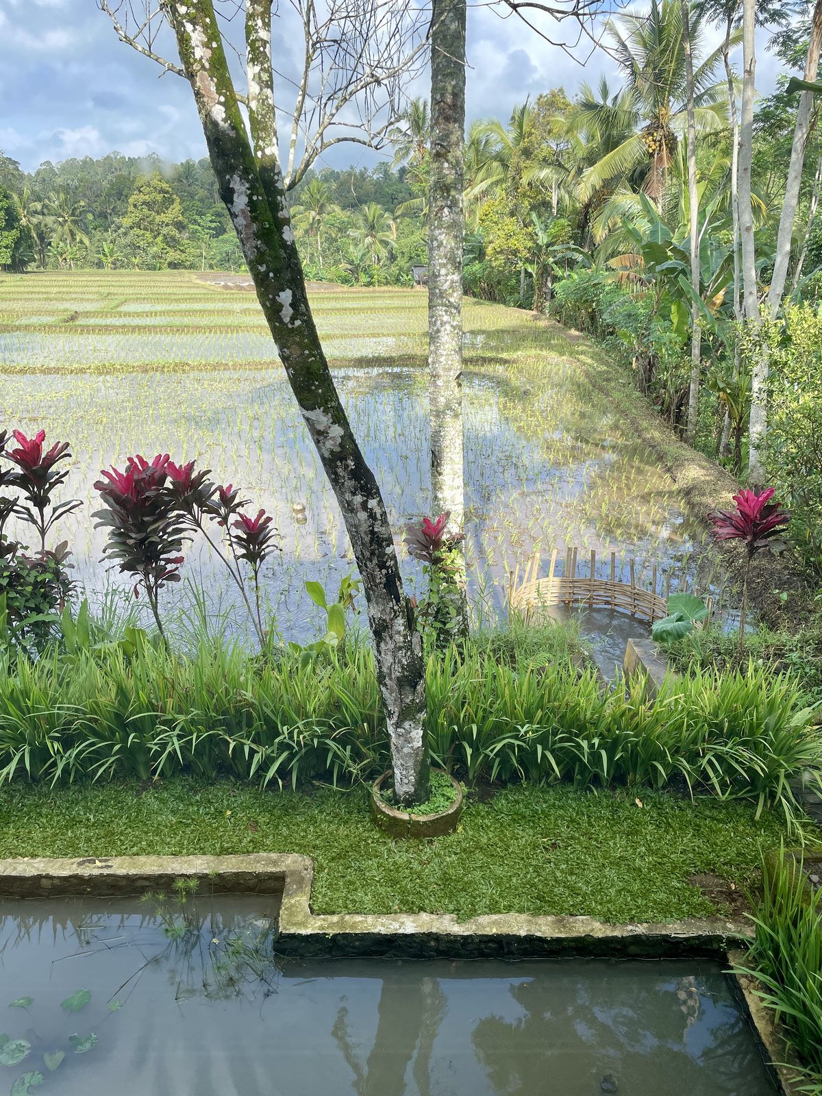 Ricefields, Java