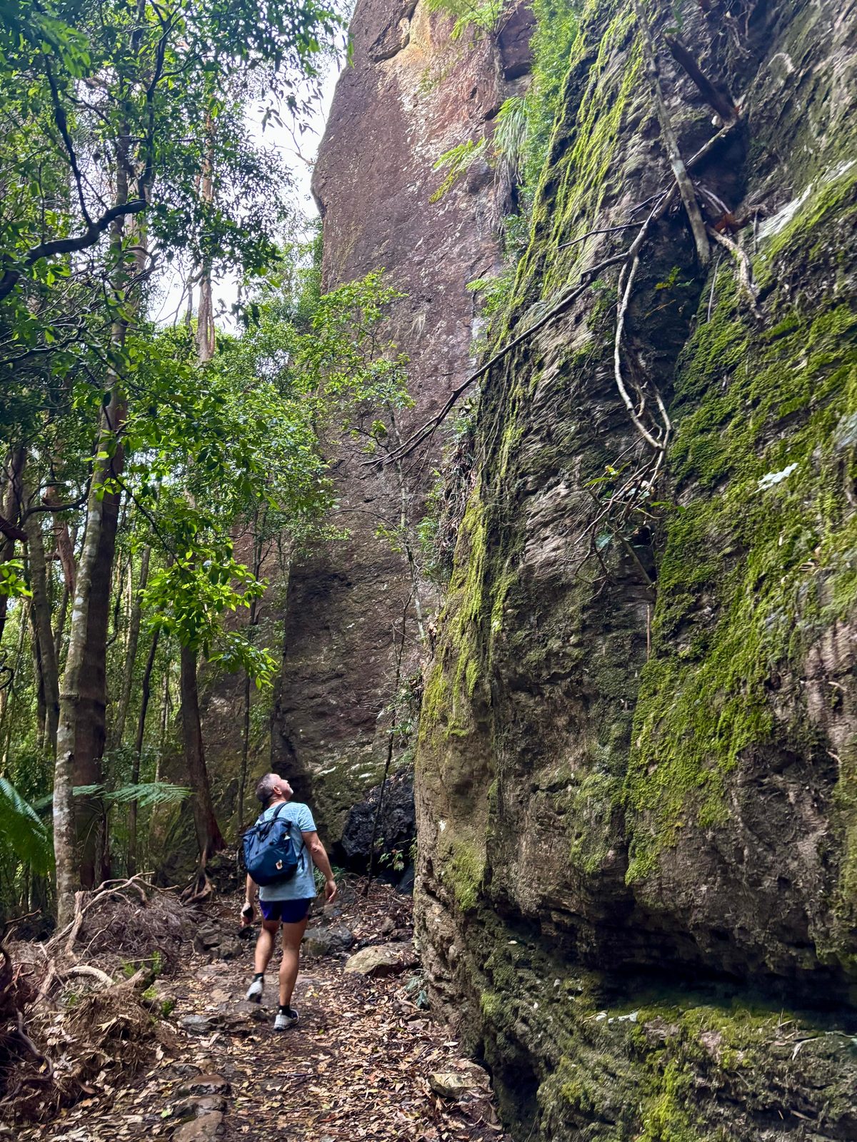 Springbrook National Park, Gold Coast hinterland