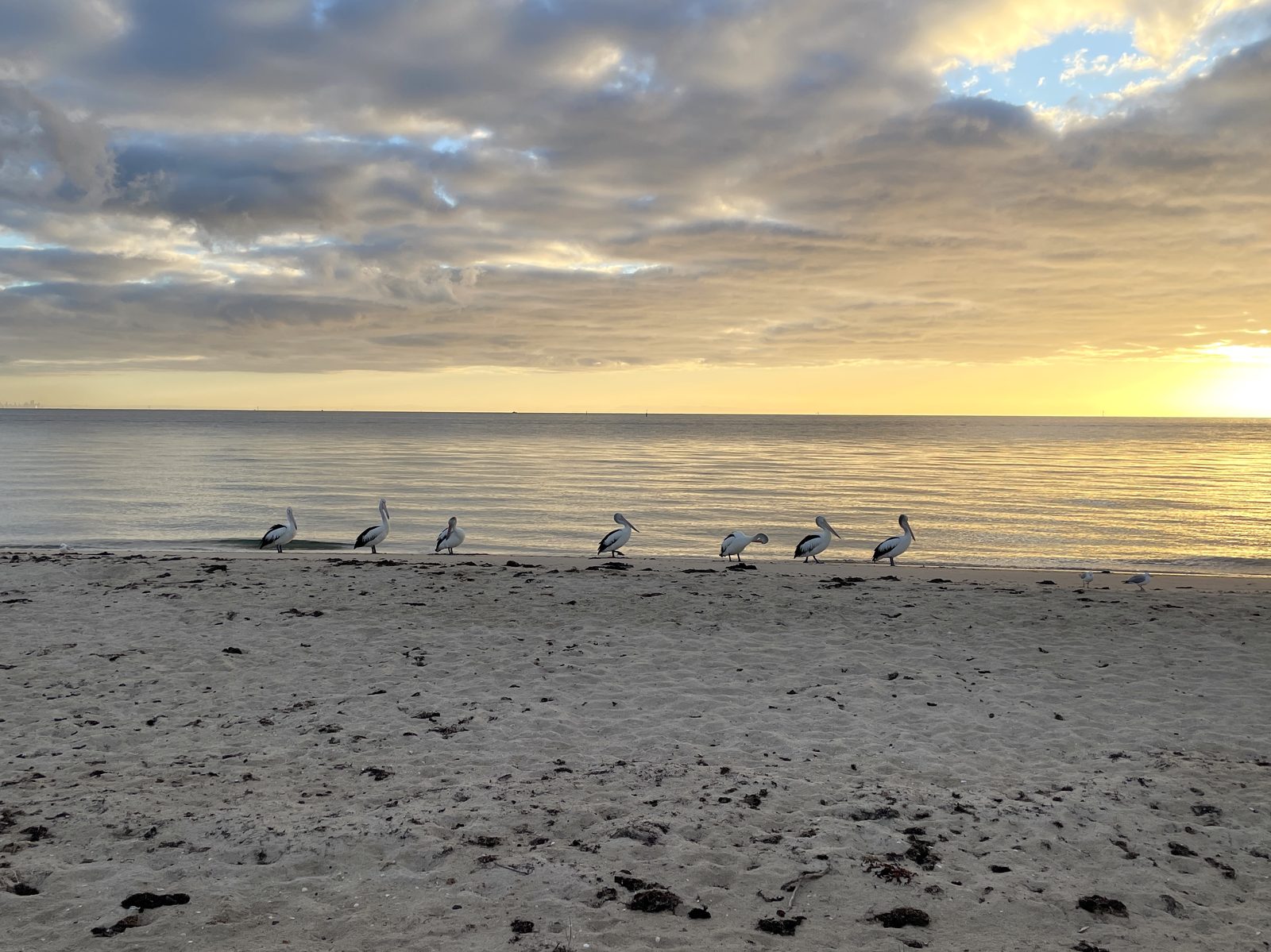 Pelicans at Indented Head, Victoria