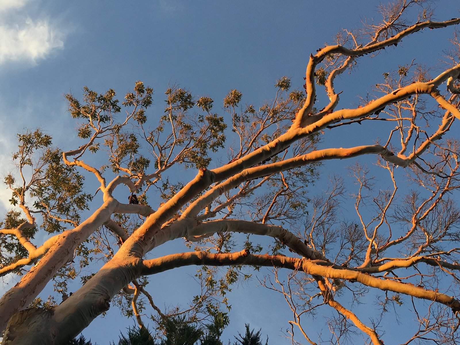 Sunset on a gum tree